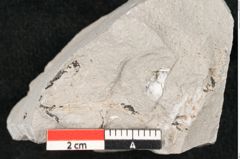 Foto (Detailansicht) von Callitris brongniartii Endl. (NHMW-GEO-2024-0188-6747)